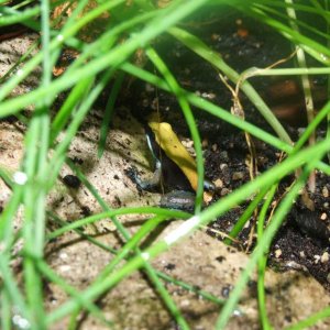 Mantella expectata 1