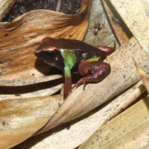 Mantella pulchra 1