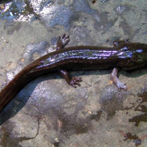 Pacific Giant Salamander larva (Dicamptodon tenebrosus) with white leg