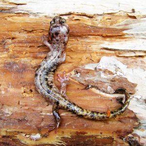 Piedbald Male Clouded Salamander (Aneides ferreus)