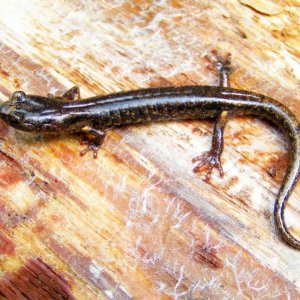 Female Clouded Salamander (Aneides ferreus)