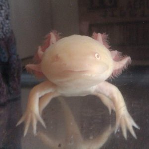 Darwin my albino axolotl