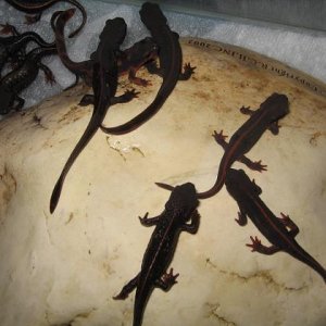 newts 001