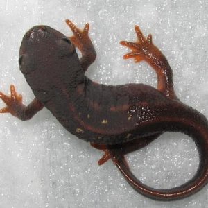 newts 003