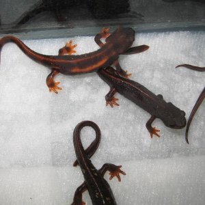 newts 004