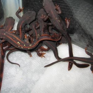 newts 005