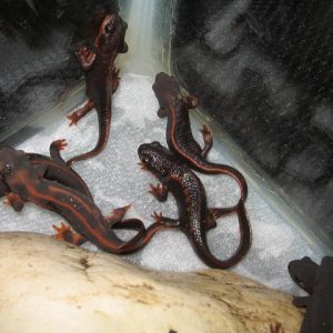 newts 006