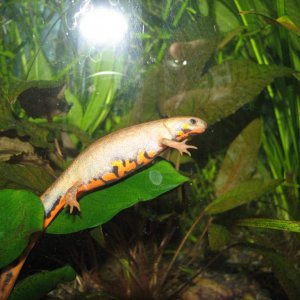 a cynops chenggongensis female in my Walstad tank