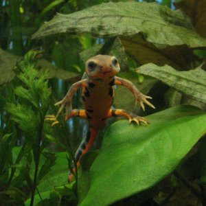 ain't he cute? C. chenggongensis male