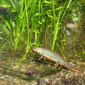 male at the chow trough