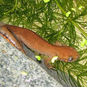 Cynops cyanurus juvenile