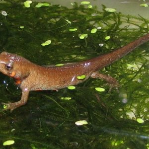 Cynops cyanurus juvenile