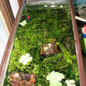 top view of the tank after it has been converted to a newt tank