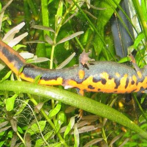 chenggongensis female with spermatophore stuck to her cloaca