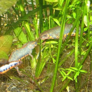 chenggogensis courtship