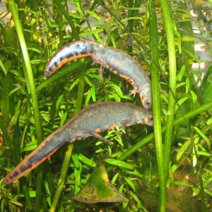 chenggongensis courtship