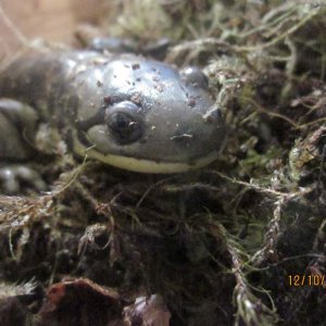 034  Ambystoma tigrinum