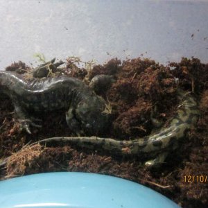 041 Ambystoma tigrinum