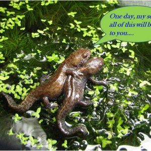 a tender moment among newts....