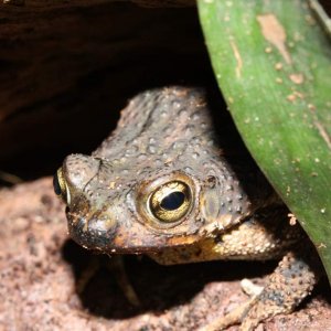 Rhinella/Bufo humboldti