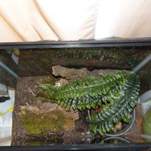 Top view of the current A. tigrinum habitat. It's come out to beg again!