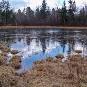 Shot of pond - many ripples are breeding/calling frogs