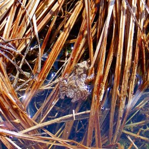 Pseudacris crucifera