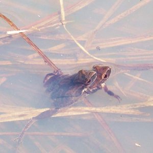 Pseudacris crucifera - Breeding pair