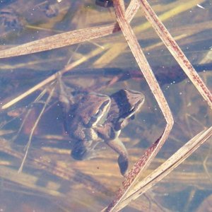 Pseudacris maculata - Breeding pair