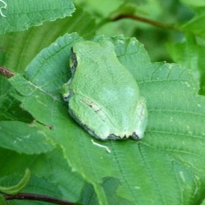 Hyla versicolor