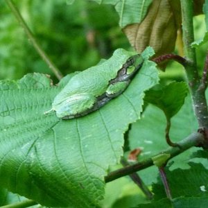 Hyla versicolor