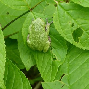 Hyla versicolor