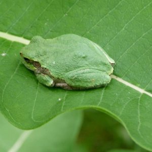 Hyla versicolor