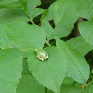 Hyla versicolor