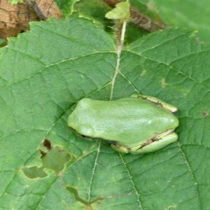 Hyla versicolor