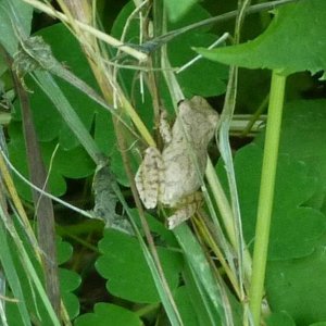 Hyla versicolor