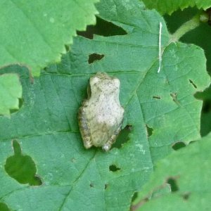 Hyla versicolor