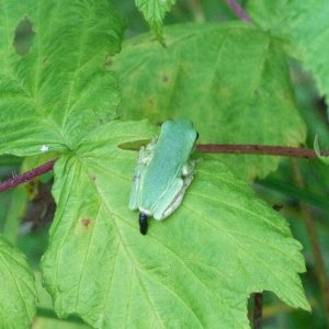 Hyla versicolor - Everyone's a critic!