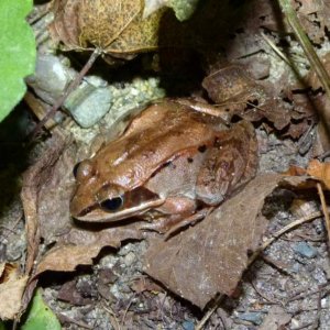 Rana sylvatica - male