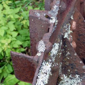 Hyla versicolor - Closer view of the tricky frog