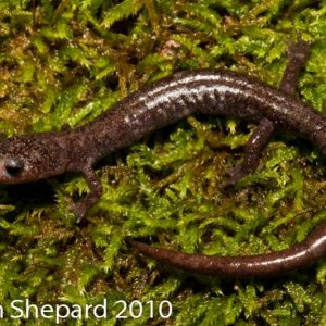 Plethodon nettingi - A heavily scarred individual and the only example of this species from this particular study site.