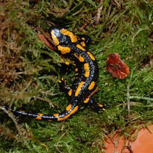 Salamandra s. terrestris