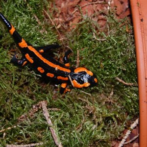 Salamandra s. terrestris