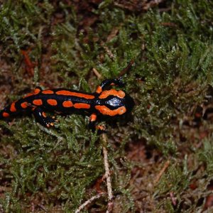 Salamandra s. terrestris