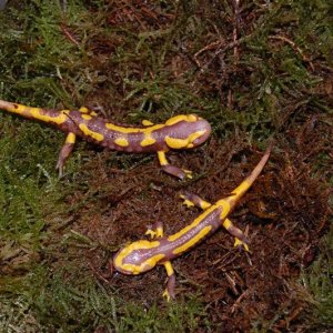 Salamandra s. terrestris