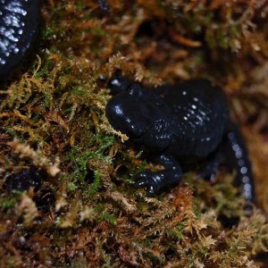 Salamandra atra atra