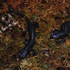 Salamandra atra atra