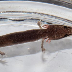 Larva of Necturus beyeri caught in a medium sized, first order, bottomland creek in a leaf litter trap.