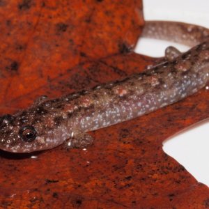 D. conanti from a bottomland braided stream system.