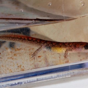 A larva of D. conanti caught in a leaf litter trap in a ravine type stream.